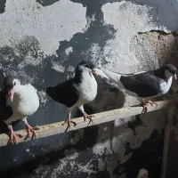 کفتر چادری سیاه   رنگی سرور
