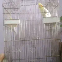 عروس هلندی نروماده
