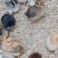 جوجه گلپایگانی ۱۰ روزه موجود است