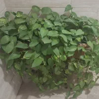 گل پتوس