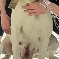 دوگو اصل