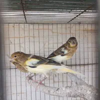 سه عدد جوجه  قناری ابلغ جوجه برج ۱