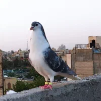 کبوتر ساده کله سار سینه مشکی طوقی
