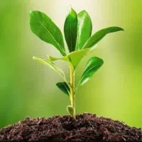 مشاوره کاشت صیفی جات گلخانه ای