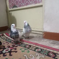 پرنده طوقی