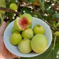 انجیر نو رسیده
