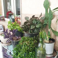 دونه ای هشتاد