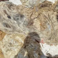پشم فروشی به صورت عمده