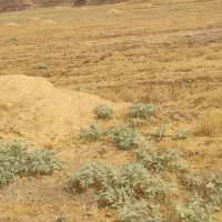 کاه