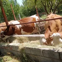 گاو گوساله