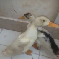 فروش جوجه اردک