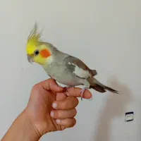 عروس هلندی سخنگو