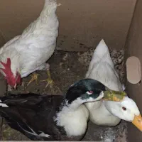 اردک اسراییلی و خروس