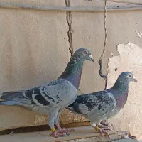 جفت نرو ماده بازرگان نشسته مقام 46و62 با شناسنامه