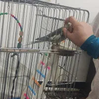یک عددعروس هلندی