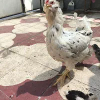 مرغ و جوجه گلین اصل