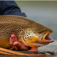 باشگاه ماهیگیری3mim