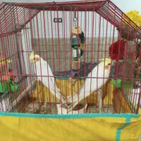 دوعددعروس هلندی نروماده