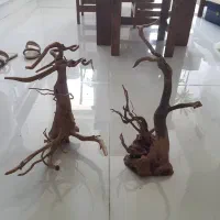 آبنوس