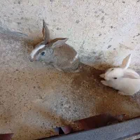 خرگوش