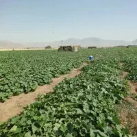 سرکارگر باغ و زمین کشاورزی