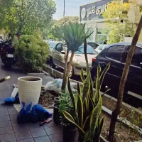 خاک گلدان باغچه کاری باغبانی کوددهی کاشت گل