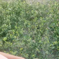 فروش کاه گندم زمین کشاورزی