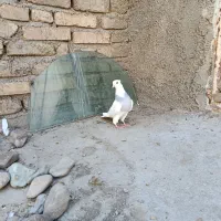 طوقی ابی نر