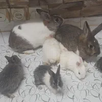 بچه خرگوش، بالغ ..خاک اره وقفس خرگوش