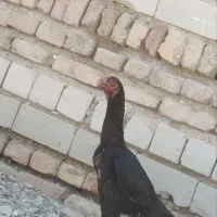 ماده مرغ اصیل