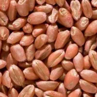 گندم بذری باسیلوا فرانسه