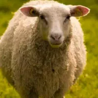 سلاخی و سر بری در محل گوسفند زنده موجود میباشد