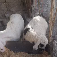 گوسفند