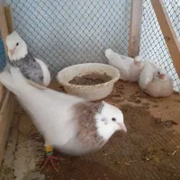 کبوتر طوقی هفترنگ جفت با جوجه