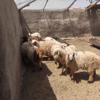 بره نر