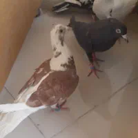 کفتر|پرنده|گلبهار, شهر جدید گلبهار|دیوار