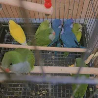 راهب
