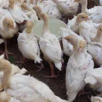 جوچکه بوقله مون