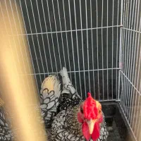مرغ خروس سبرایت