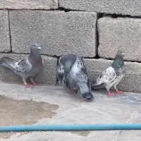 کبوتر پلاکی و پرشی
