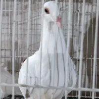 جوجه دم|پرنده|بیرجند, |دیوار