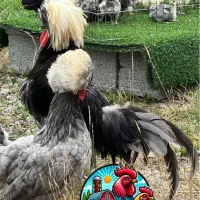 لهستانی جوجه و مولد