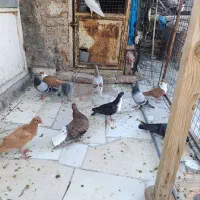 کبوتر