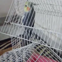 عروس هلندی با قفس