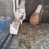 کفتر|پرنده|آباده, |دیوار