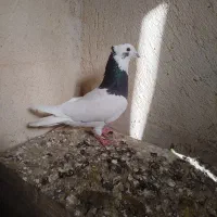 کفتر|پرنده|سیاخ دارنگون, |دیوار