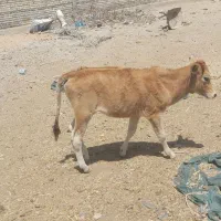 بچر ماده گوساله
