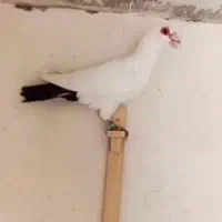 دم سیاه کرمانی کبوتر رنگی