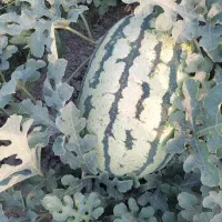 هندوانه دراگون