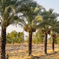 نخل خرما بارده آماده انتقال